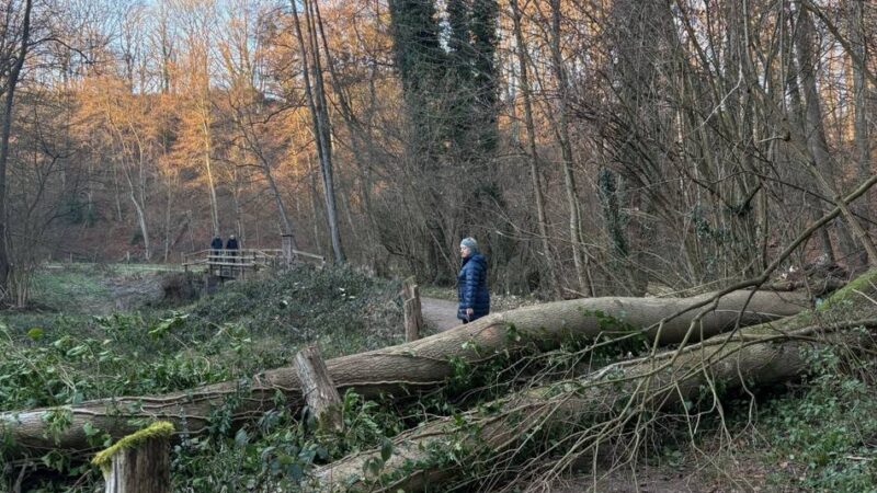 Im Düsseltal zwischen Mettmann und Haan: Kreis lässt mehrere kranke Eschen fällen