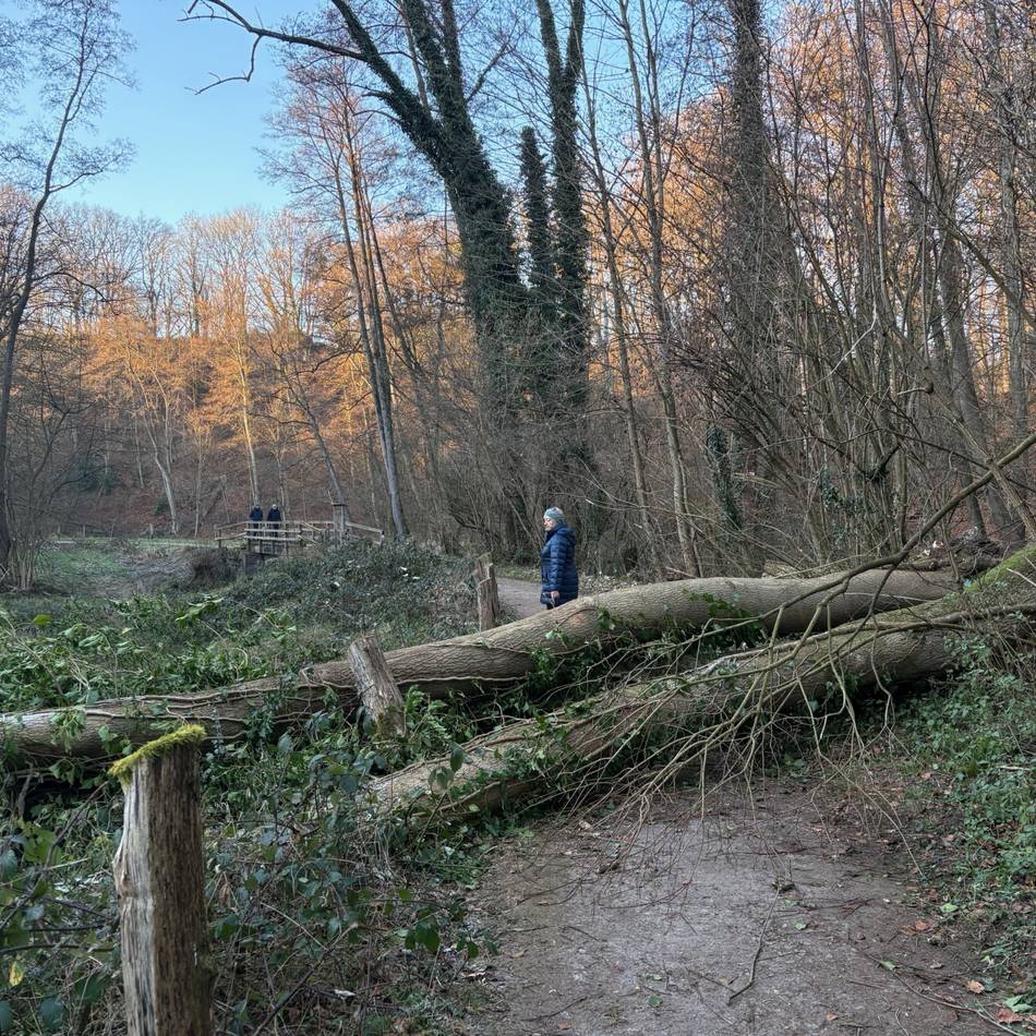 Im Düsseltal zwischen Mettmann und Haan: Kreis lässt mehrere kranke Eschen fällen