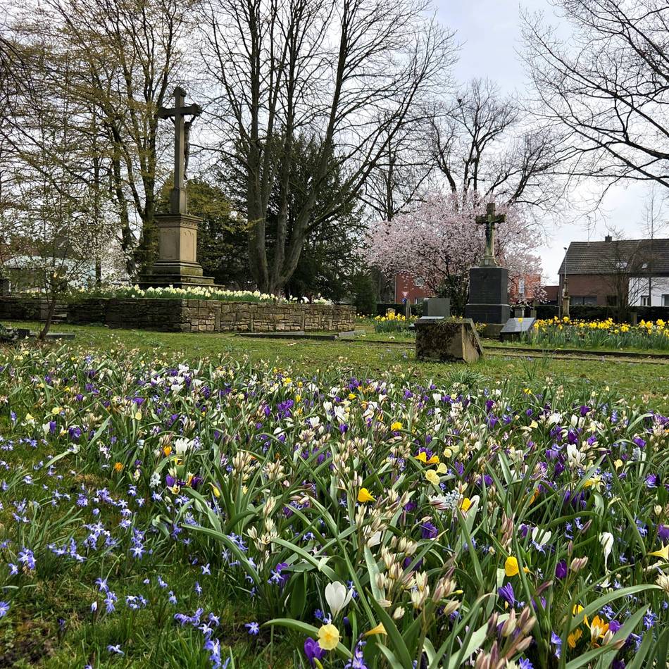 Dank der TBD: Dormagener Blütenpracht