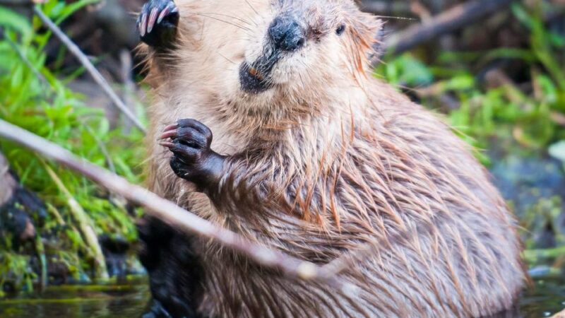 Der „Ökosystem-Ingenieur“ : 13 Reviere in acht Jahren – wie sich der Biber in Mönchengladbach ausbreitet