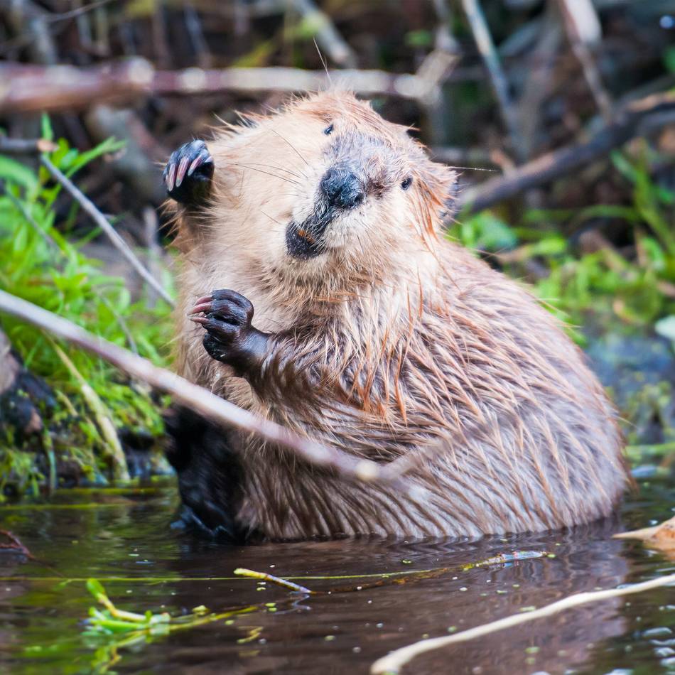 Der „Ökosystem-Ingenieur“ : 13 Reviere in acht Jahren – wie sich der Biber in Mönchengladbach ausbreitet
