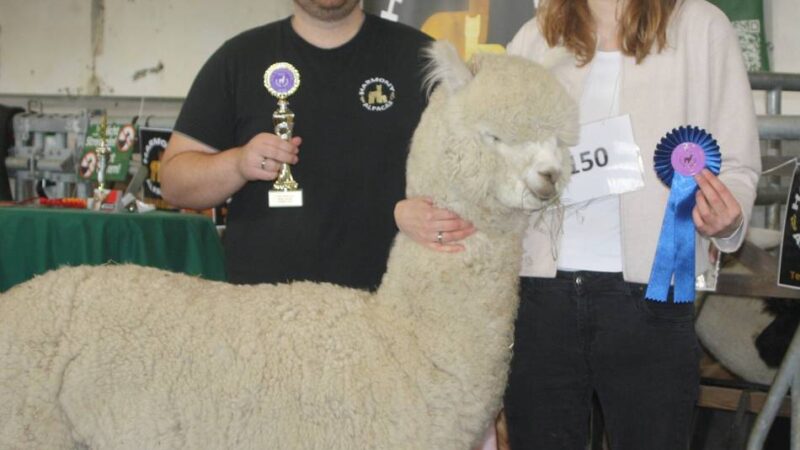 Große Alpaka-Schau in Krefeld: Naomi – Schönheitskönigin in Beige