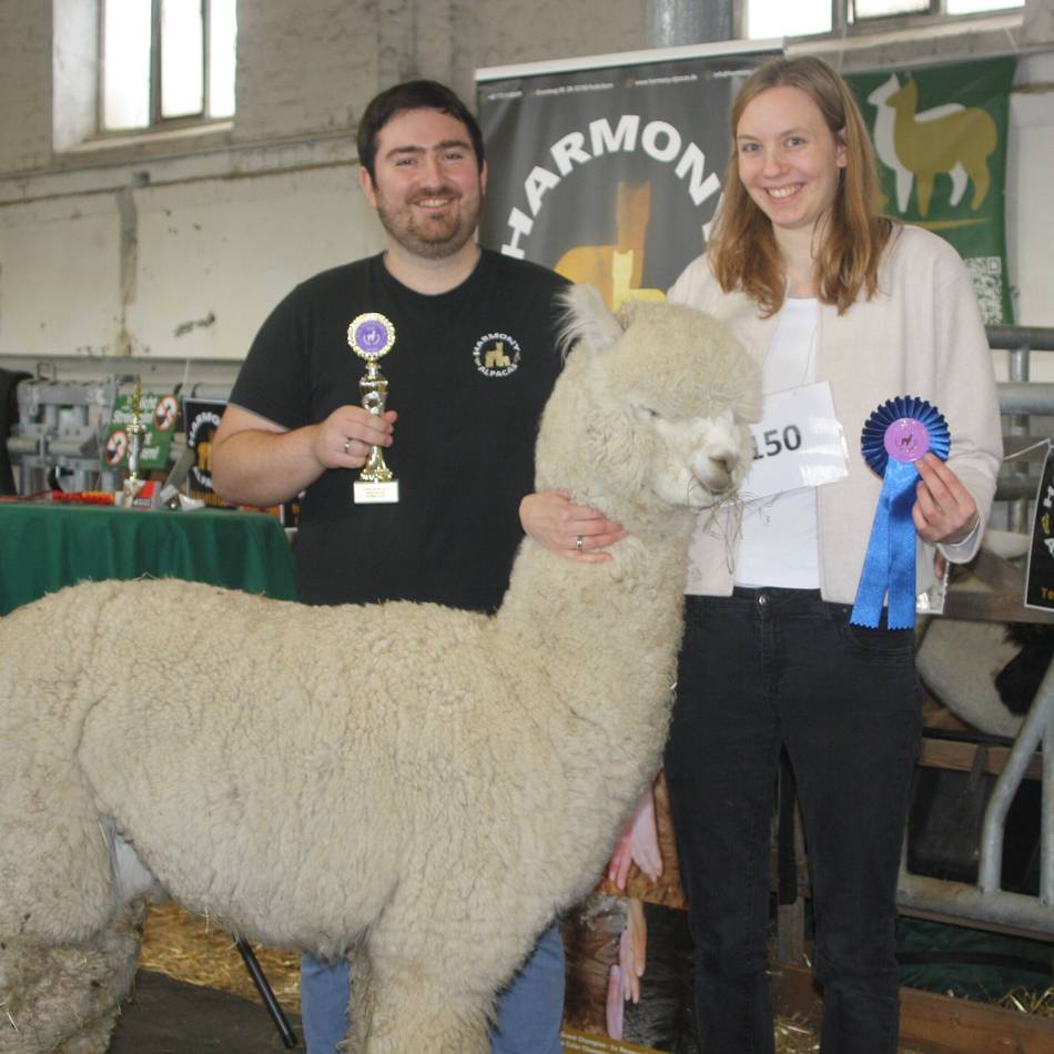 Große Alpaka-Schau in Krefeld: Naomi – Schönheitskönigin in Beige