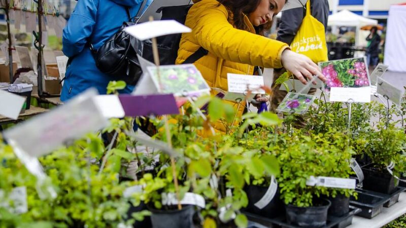 Tipps für Obst- und Gemüseanbau in Düsseldorf: Lecker und selten – das gab es beim Saatgut-Festival zu entdecken