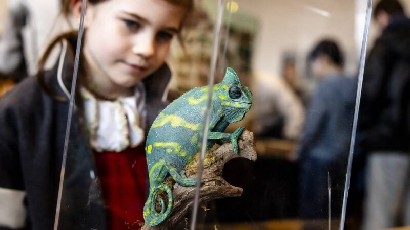 Insektenschau in Düsseldorf: Das große Krabbeln – Kinder entdecken Glitzerkäfer und leuchtende Skorpione