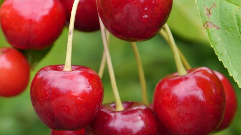 Piemont hat wohl keine Lust: Rhein-Kreis Neuss blitzt bei Partnersuche ab