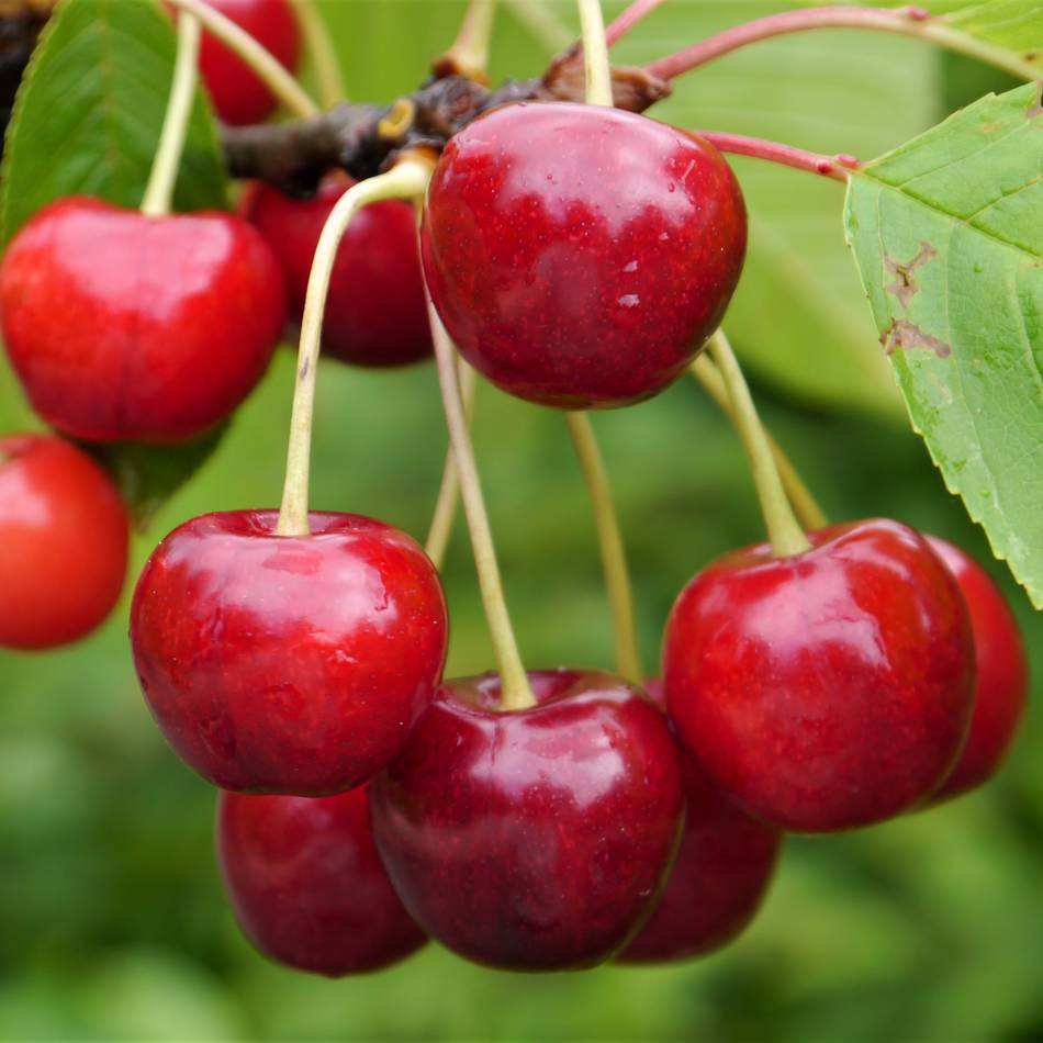 Piemont hat wohl keine Lust: Rhein-Kreis Neuss blitzt bei Partnersuche ab