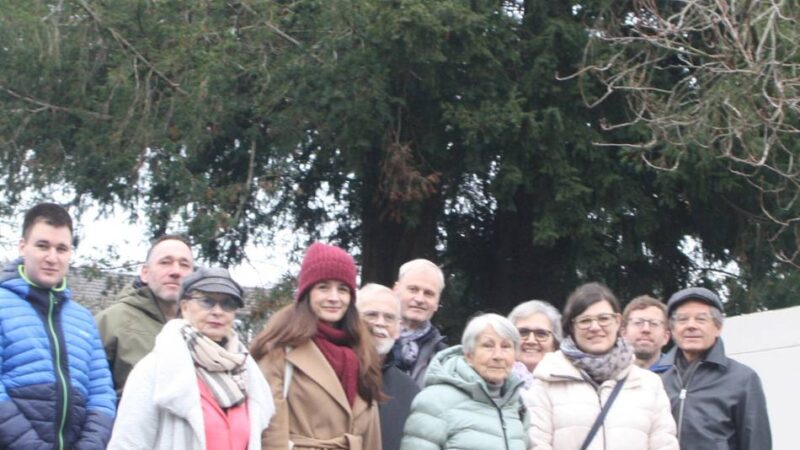 Nach Anwohnerprotesten: Stadt Viersen stoppt Fällung zweier geschützter Eiben