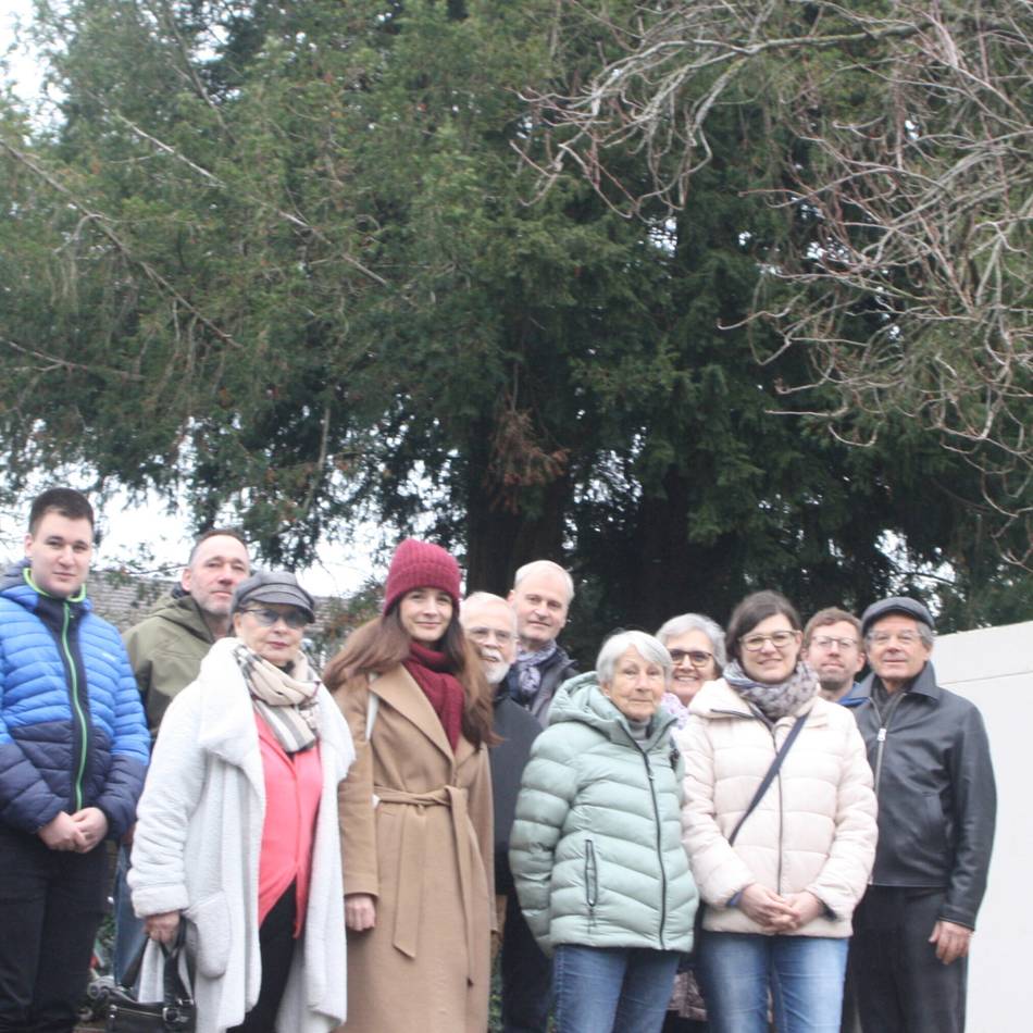 Nach Anwohnerprotesten: Stadt Viersen stoppt Fällung zweier geschützter Eiben