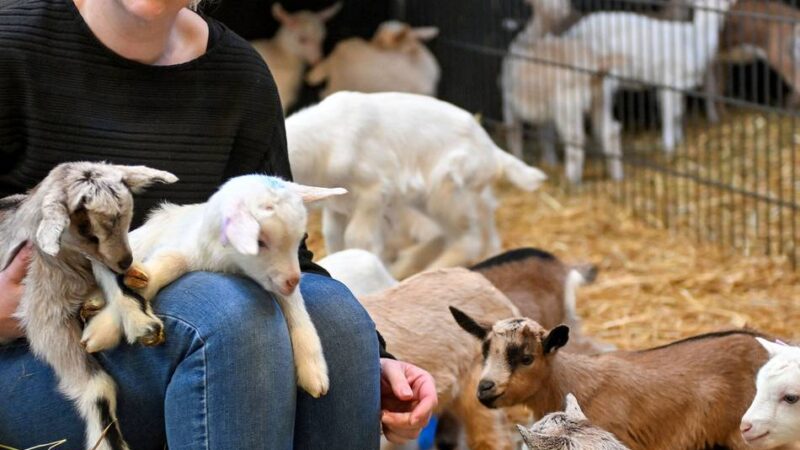 In Vinkrath hat das Lammen eingesetzt: So süß sind die neugeborenen Kitze auf dem Bööscher Ziegenhof