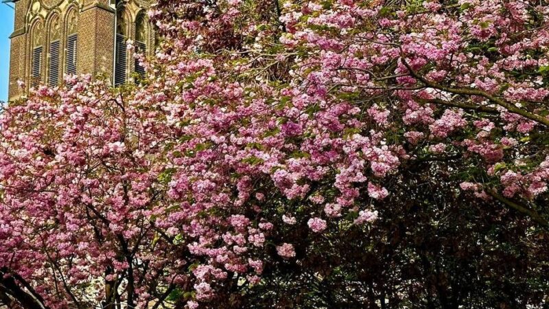 Rosafarbene Pracht: Das sind die Kirschblüten-Hotspots in Mönchengladbach