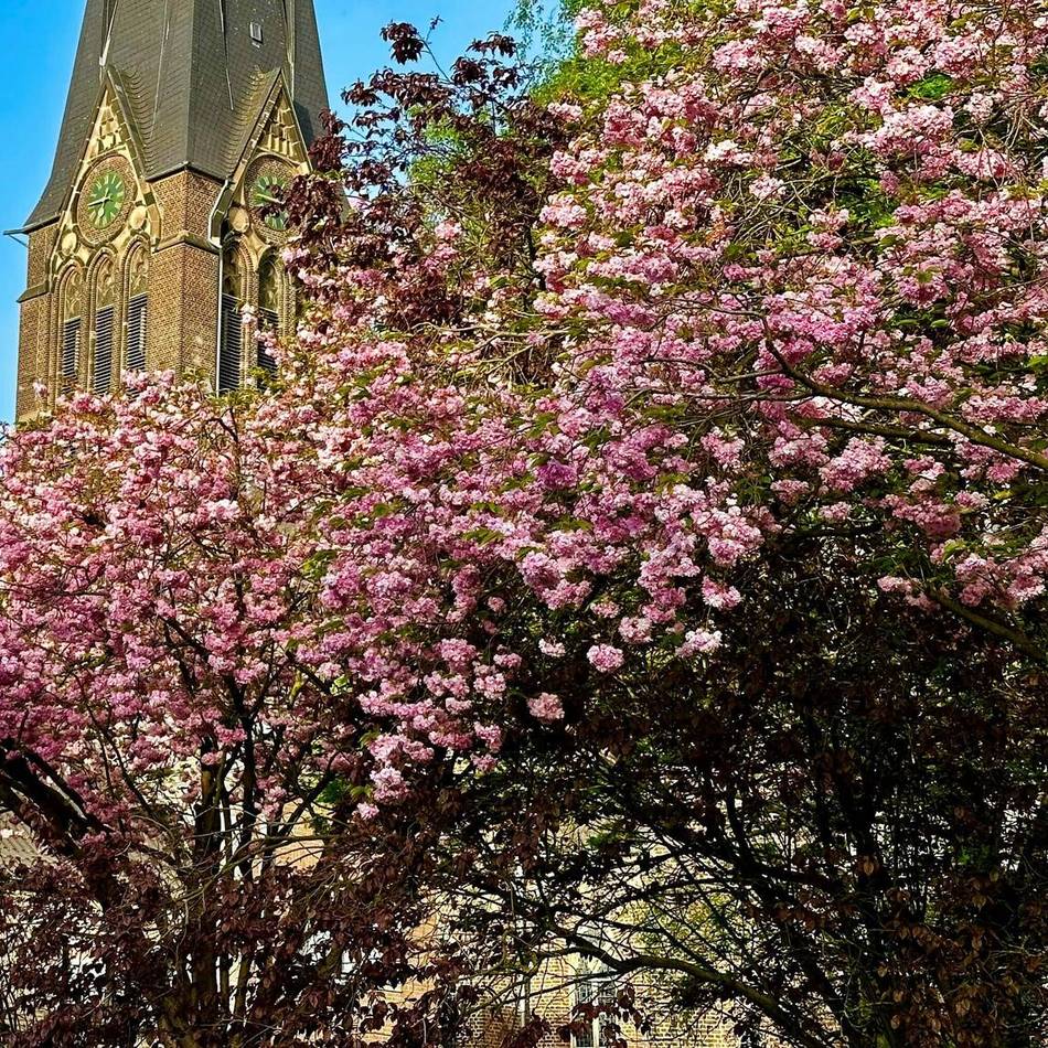 Rosafarbene Pracht: Das sind die Kirschblüten-Hotspots in Mönchengladbach