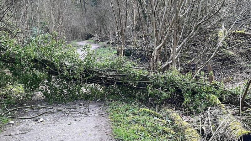 Trotz gerade beendeter Fäll-Aktion: Massiver Baum stürzt auf Wanderweg im Düsseltal