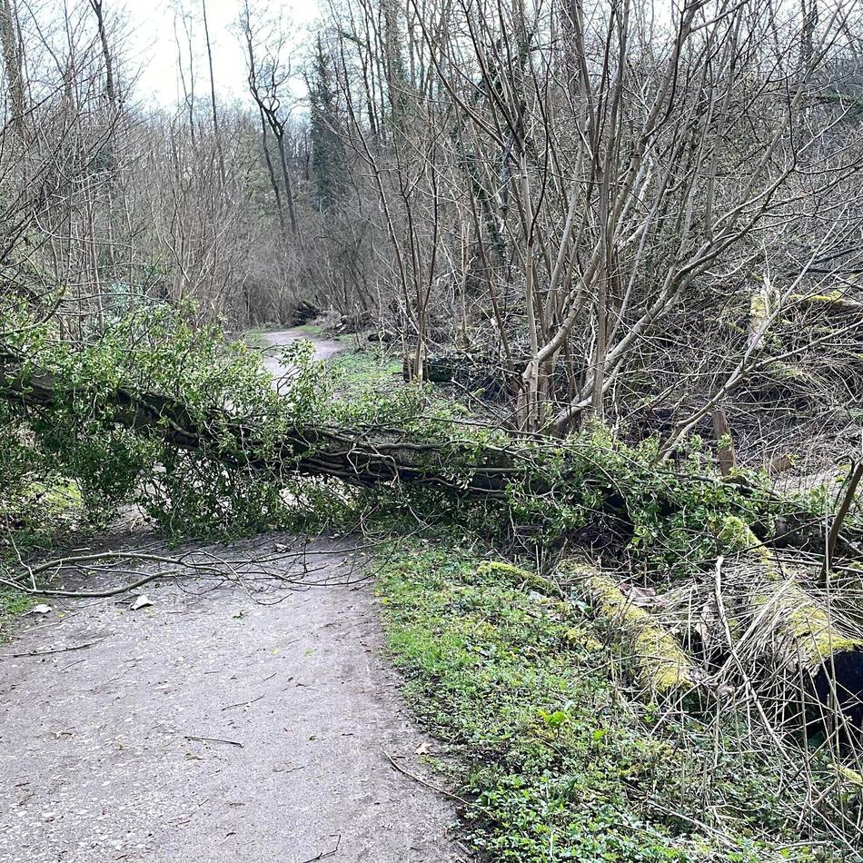 Trotz gerade beendeter Fäll-Aktion: Massiver Baum stürzt auf Wanderweg im Düsseltal