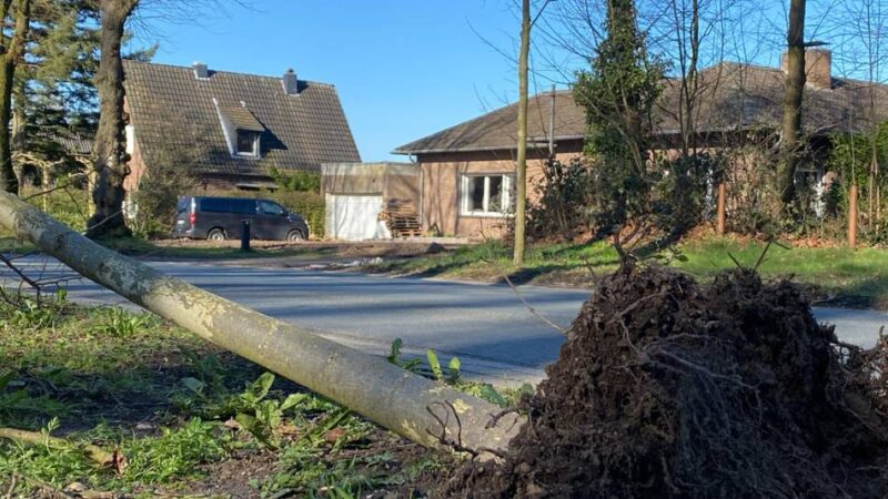 An der Königsallee in Kleve: Lindenbaum in Schieflage gibt Rätsel auf – „Es ist kaum zu glauben“
