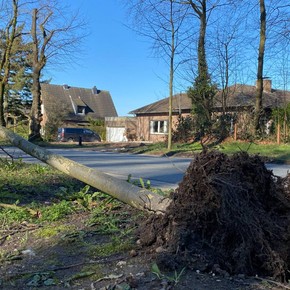An der Königsallee in Kleve: Lindenbaum in Schieflage gibt Rätsel auf – „Es ist kaum zu glauben“