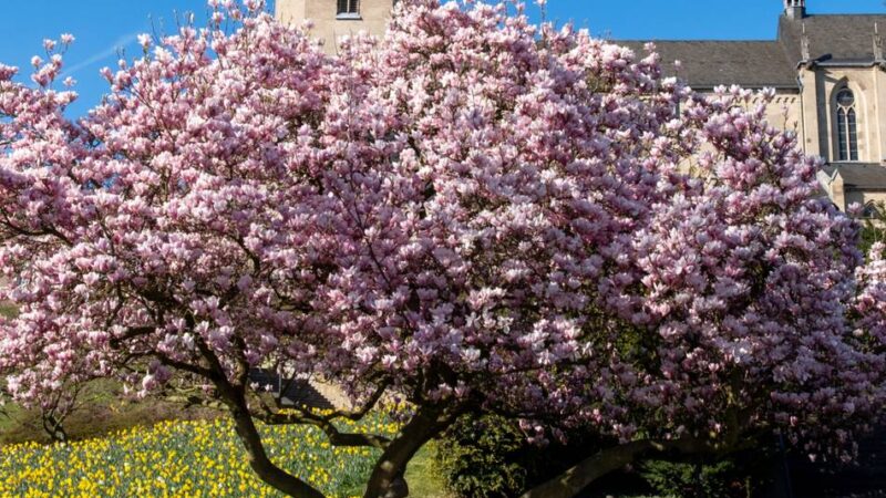 Frühling 2026: Magnolien, Narzissen, Obstbäume – Mönchengladbach blüht auf