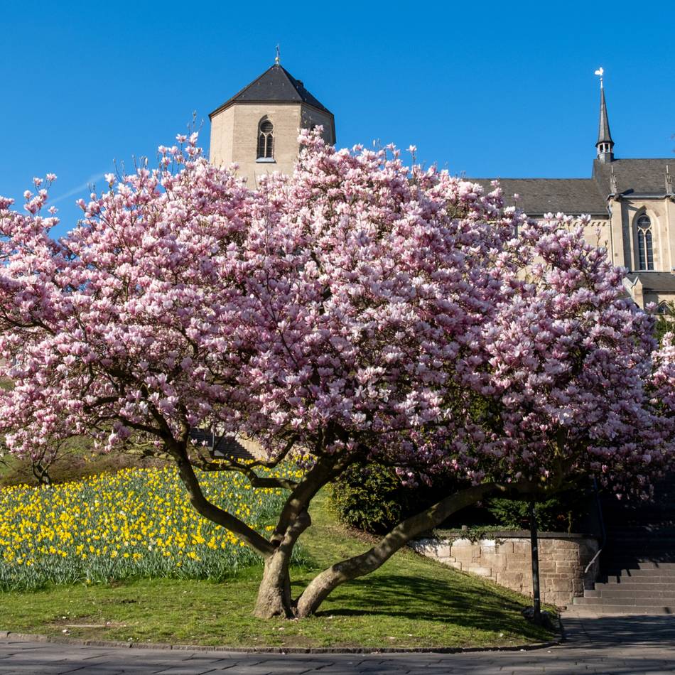 Frühling 2026: Magnolien, Narzissen, Obstbäume – Mönchengladbach blüht auf