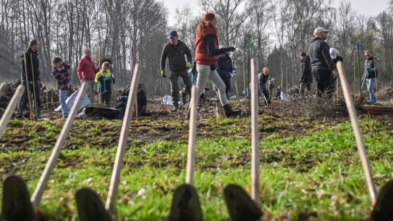 Bergwaldprojekt Willich: 2200 Bäume und Sträucher in Schiefbahn gepflanzt
