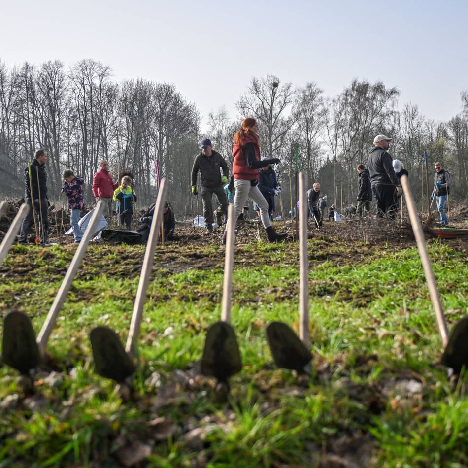 Bergwaldprojekt Willich: 2200 Bäume und Sträucher in Schiefbahn gepflanzt