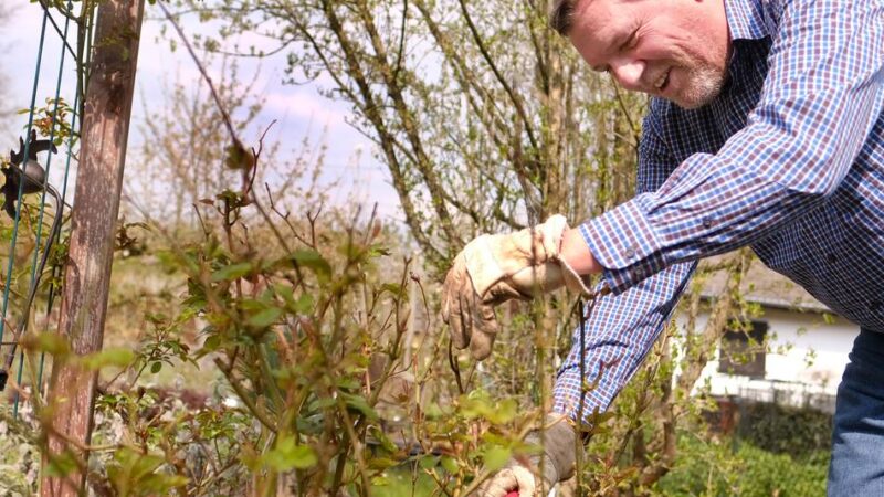 Gartenarbeiten im Monat März: Der Rosenschnitt kann beginnen