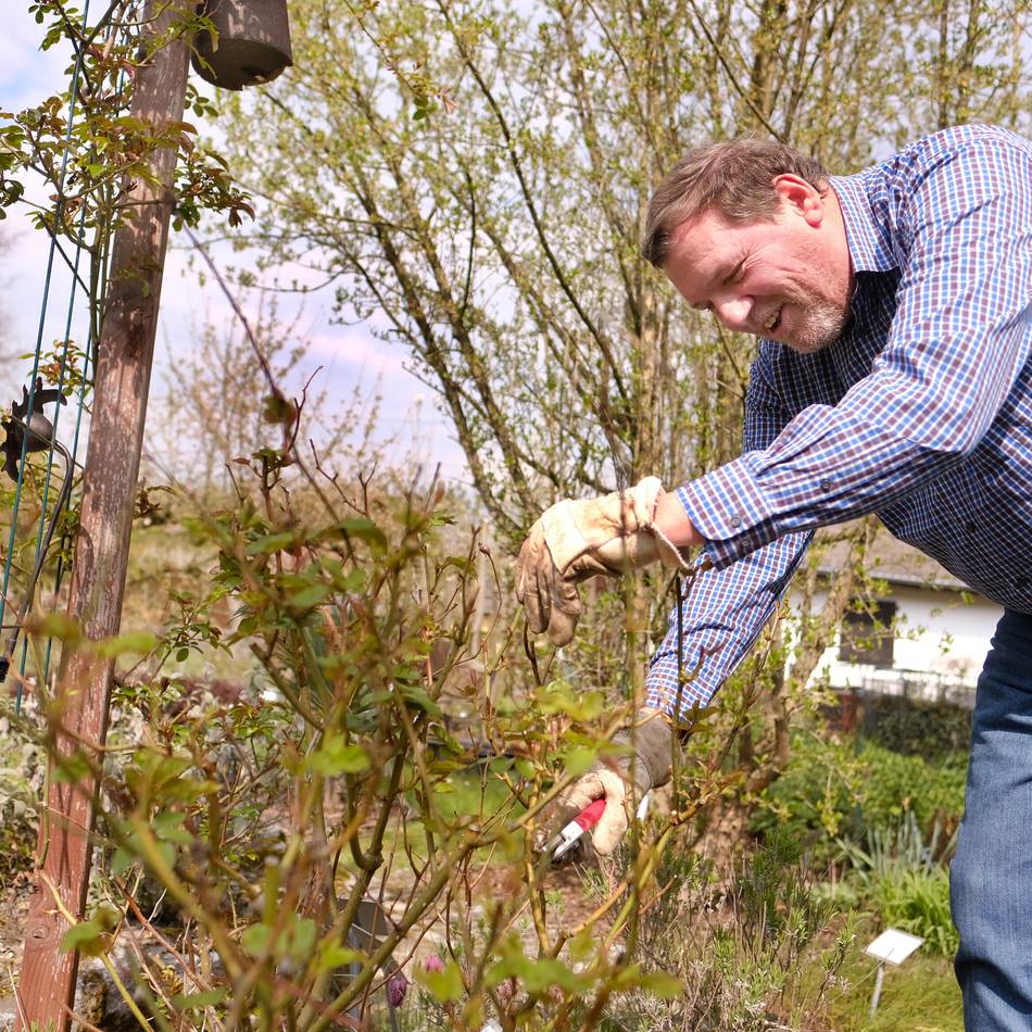Gartenarbeiten im Monat März: Der Rosenschnitt kann beginnen