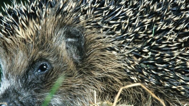 Tierschutz in Radevormwald: Der igelfreundlichste Garten wird gesucht