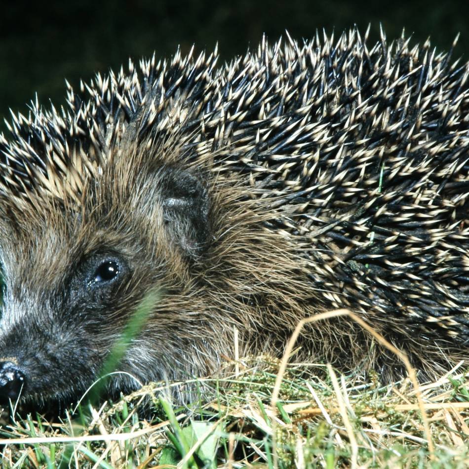 Tierschutz in Radevormwald: Der igelfreundlichste Garten wird gesucht