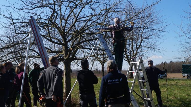 Kurs in der Biologischen Station: So funktioniert der Obstbaumschnitt