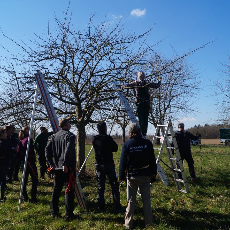 Kurs in der Biologischen Station: So funktioniert der Obstbaumschnitt