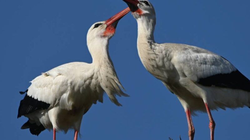 Frühling erwacht am Niederrhein: Die Störche sind zurück