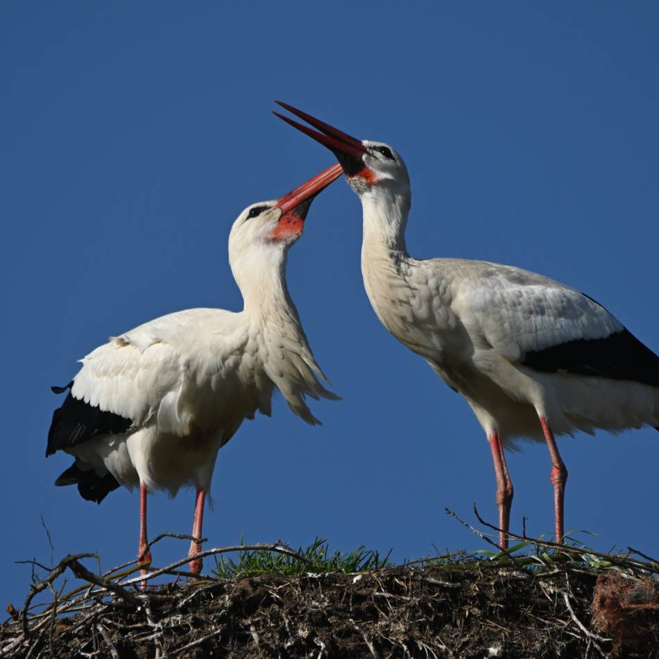 Frühling erwacht am Niederrhein: Die Störche sind zurück