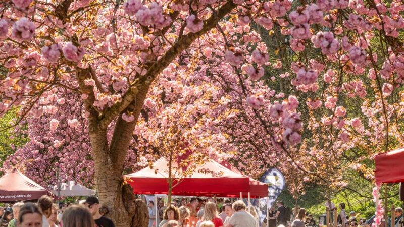 Am Ufer des Kermisdahls: Kirschblütenfest in Kleve steht wieder an – Aussteller gesucht