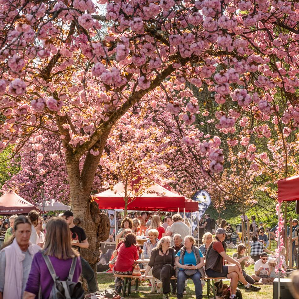Am Ufer des Kermisdahls: Kirschblütenfest in Kleve steht wieder an – Aussteller gesucht