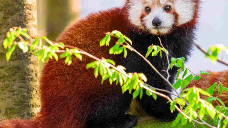 Bedrohte Art: Dieser süße Rote Panda erkundet nun den Duisburger Zoo