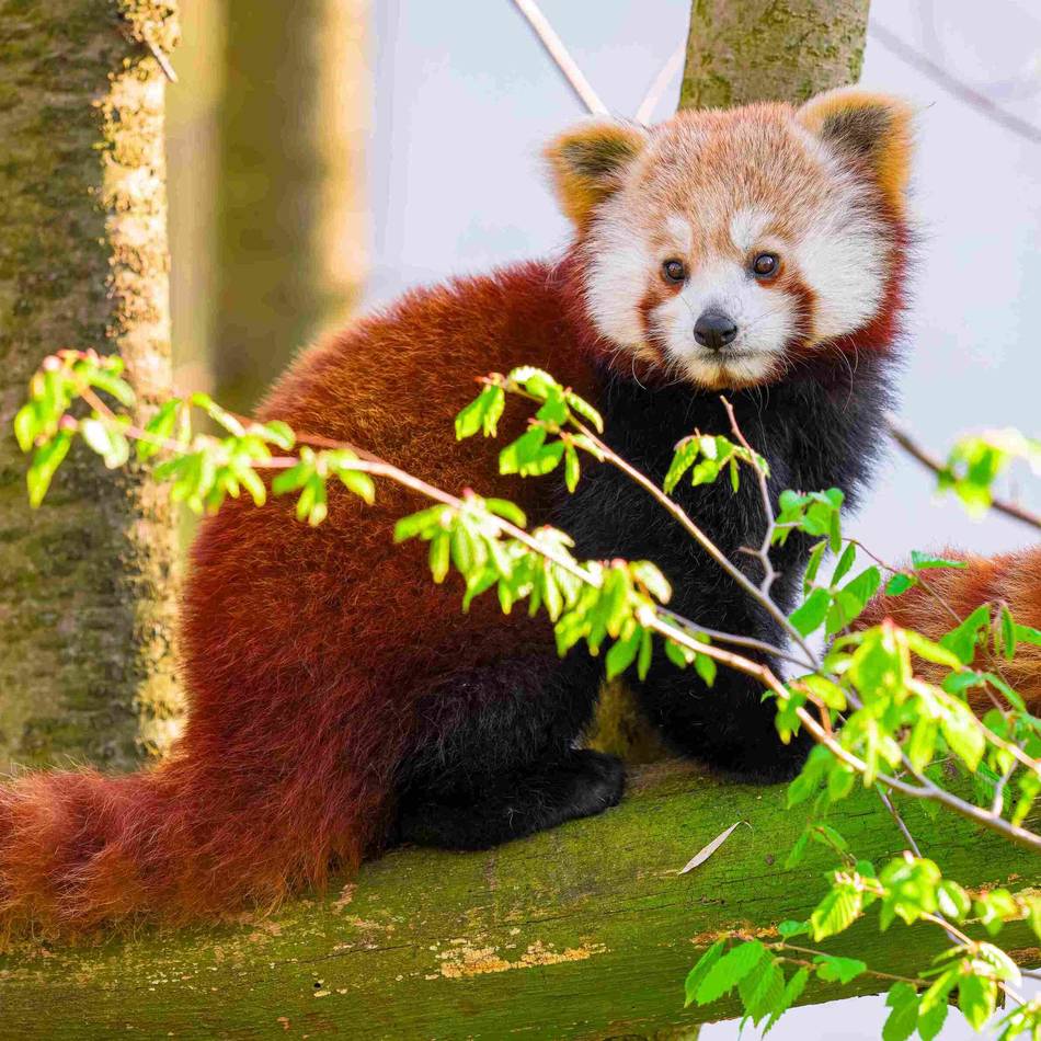 Bedrohte Art: Dieser süße Rote Panda erkundet nun den Duisburger Zoo