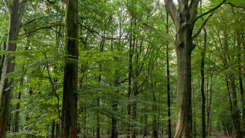 Schulwettbewerb in Mönchengladbach: Anmeldung für „Clean & Green ist cool“ läuft