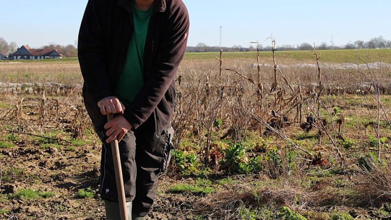 Selbsternte auf Jüchener Biohof: Selbsternte in Jüchen – Vom Acker frisch auf den Tisch