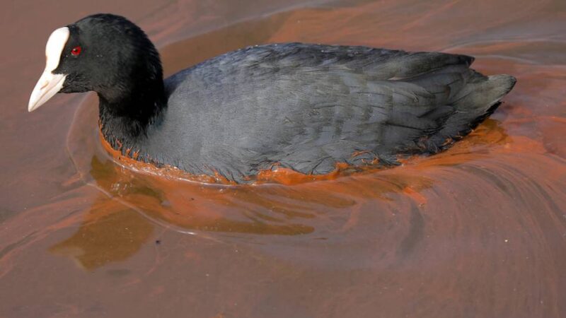 Typische Ausbreitung zu dieser Jahreszeit: Rot-braune Schicht auf dem Wasser im Hafen Xanten – das ist der Grund