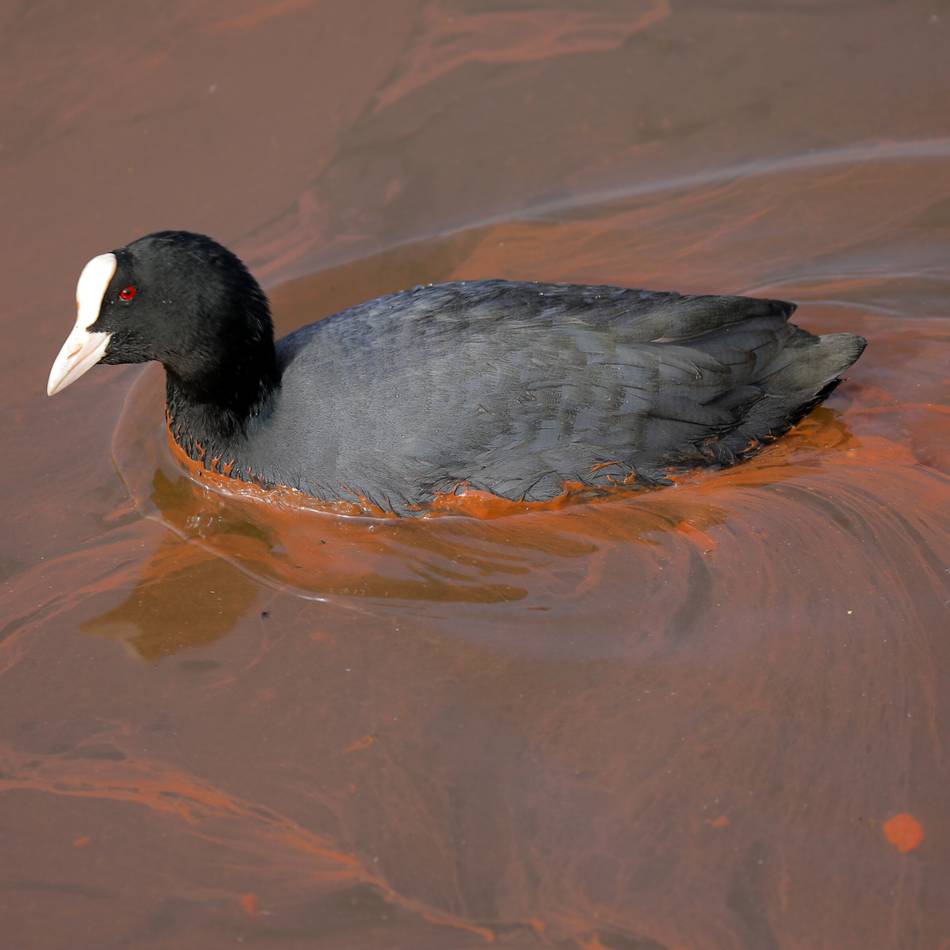 Typische Ausbreitung zu dieser Jahreszeit: Rot-braune Schicht auf dem Wasser im Hafen Xanten – das ist der Grund