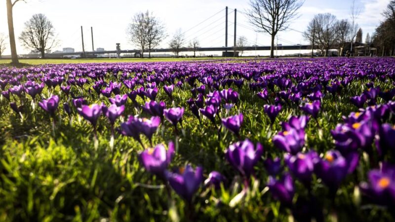 „Blaues Band“ im Rheinpark: Mehrere Millionen Krokusse – so schön blüht der Frühling in Düsseldorf