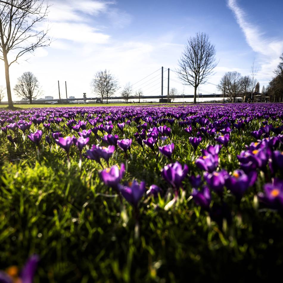 „Blaues Band“ im Rheinpark: Mehrere Millionen Krokusse – so schön blüht der Frühling in Düsseldorf