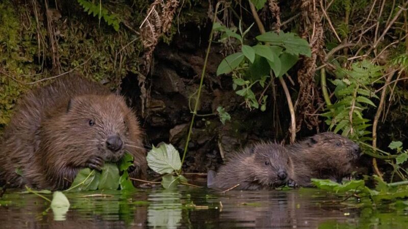Naturschutz in Radevormwald: Das sind die Aktionen in der Umweltwoche