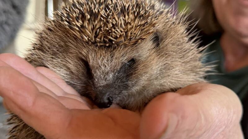 Tier wurde in Xanten aufgepäppelt: Dem Igel Bre geht es wieder gut