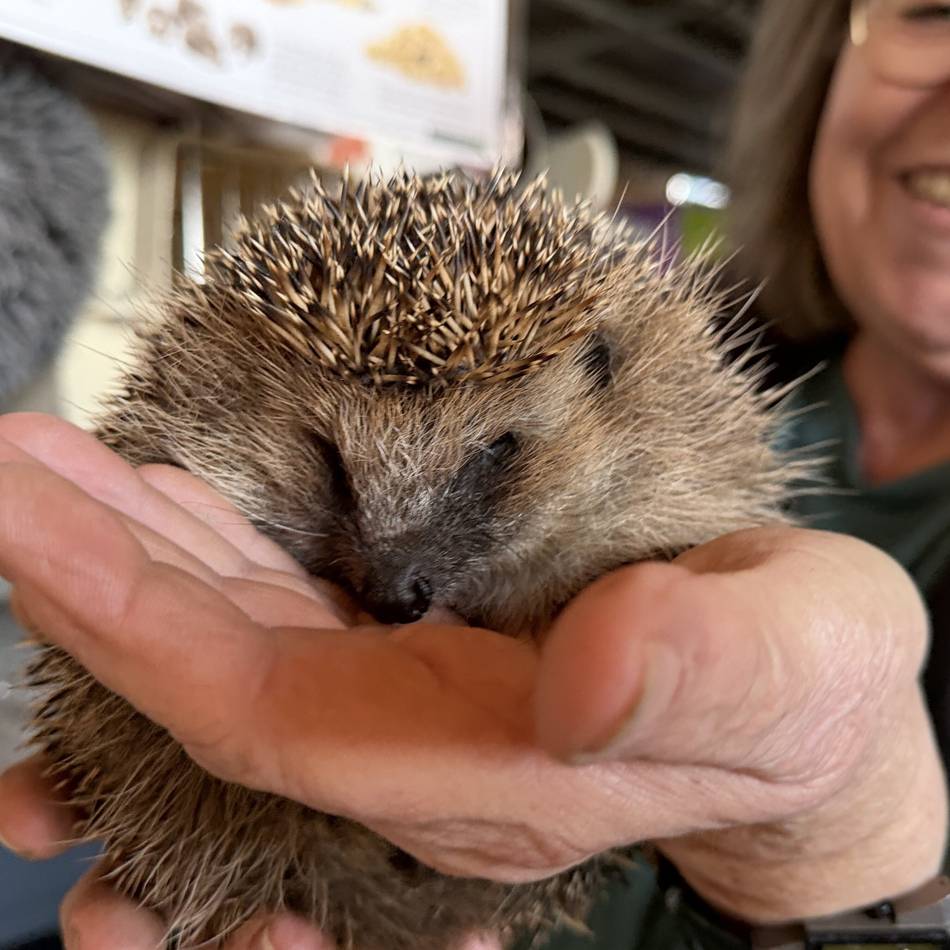Tier wurde in Xanten aufgepäppelt: Dem Igel Bre geht es wieder gut