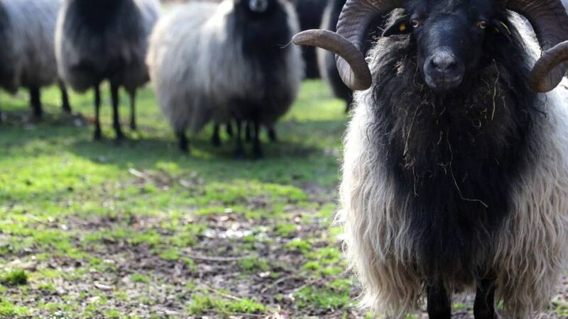 Tierpark in Leverkusen: Stroh- und Futterpreise steigen – Wildpark Reuschenberg muss Eintritt anheben