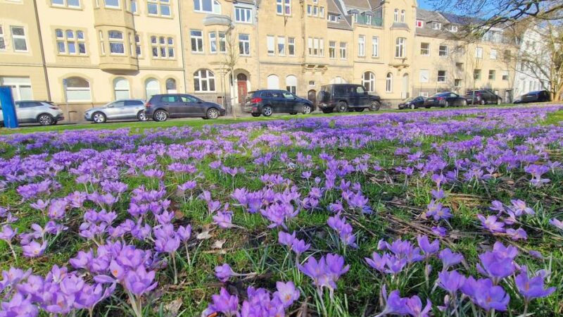 In Neuss blüht es an allen Ecken: Frühstart in den Frühling