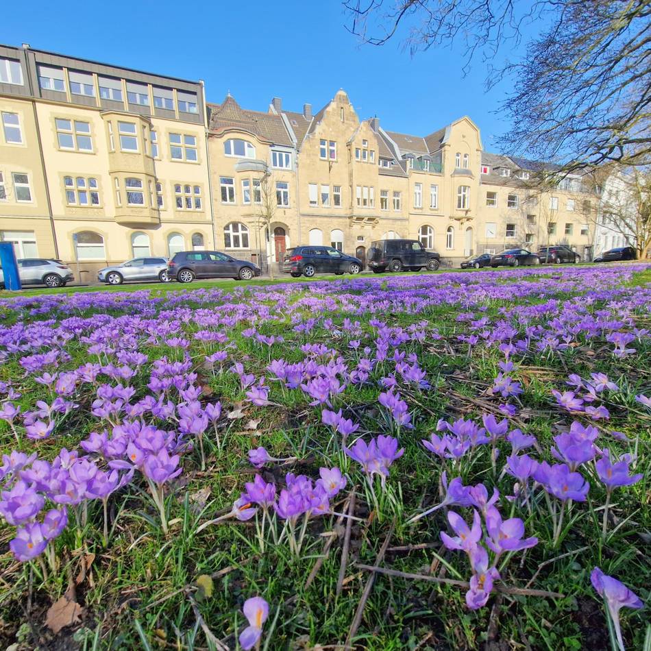 In Neuss blüht es an allen Ecken: Frühstart in den Frühling