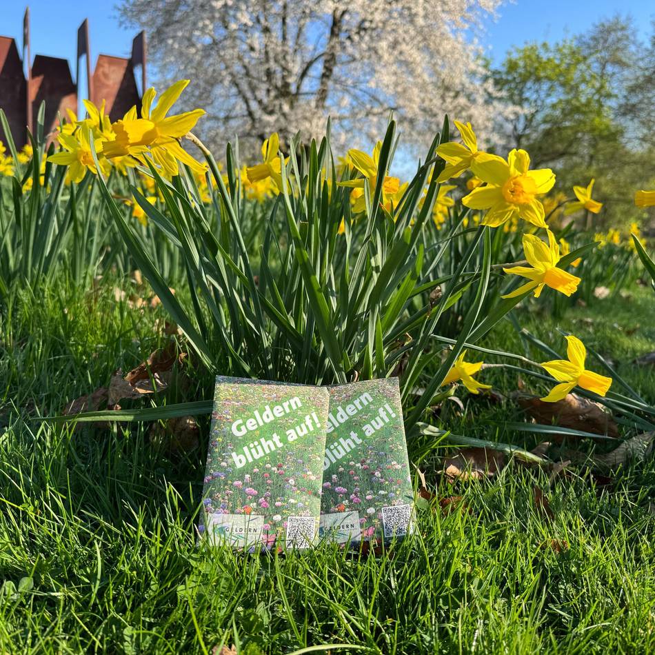 Aktion „Geldern blüht auf!“ : Die Stadt verteilt kostenlose Blumensamen