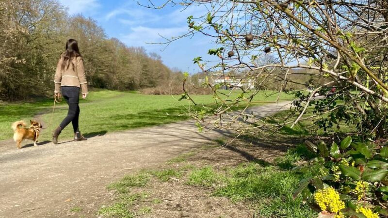 Natur in Düsseldorf: Baumaßnahmen am Grünzug Aaper Wald gehen in die nächste Phase